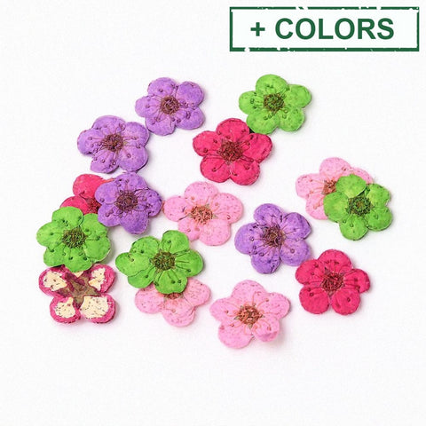 BeadsBalzar Craft Store Embossing Dry Flower, for Cellphone, Photo Frame, Scrapbooking DIY Handmade Craft
