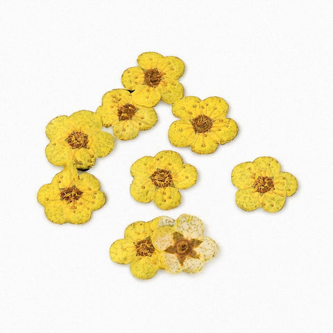 BeadsBalzar Craft Store YELLOW - ABOUT 7MM Embossing Dry Flower, for Cellphone, Photo Frame, Scrapbooking DIY Handmade Craft
