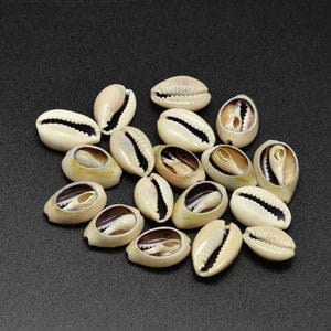 BeadsBalzar Beads & Crafts (SH5686) Cowrie Shell Bead, PaleGoldenrod 17-20MM