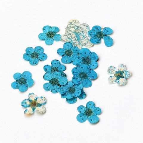 BeadsBalzar Craft Store DARK TURQUOISE - ABOUT 7MM Embossing Dry Flower, for Cellphone, Photo Frame, Scrapbooking DIY Handmade Craft