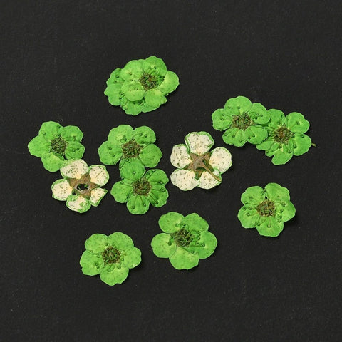 LIME GREEN - ABOUT 7MM Embossing Dry Flower, for Cellphone, Photo Frame, Scrapbooking DIY Handmade Craft Embossing Dry Flower, for Cellphone, Photo Frame, Scrapbooking DIY Handmade Craft