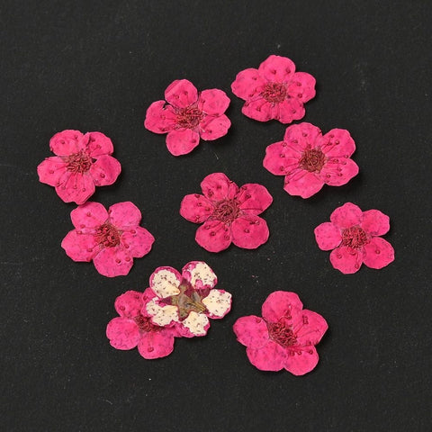 CERISE - ABOUT 7MM Embossing Dry Flower, for Cellphone, Photo Frame, Scrapbooking DIY Handmade Craft Embossing Dry Flower, for Cellphone, Photo Frame, Scrapbooking DIY Handmade Craft