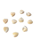 Natural Sea Shell Heart Bead, 8x8x3mm Natural Sea Shell Heart Bead, 8x8x3mm