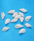 (SH8844A) Natural Trumpet Shell Beads, Mixed, White (25 GMS) (SH8844A) Natural Trumpet Shell Beads, Mixed, White (25 GMS)