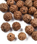 Undyed Natural Rudraksha Beads, Round, Sienna, 8~9.5x7~9.5mm (20 PCS) Undyed Natural Rudraksha Beads, Round, Sienna, 8~9.5x7~9.5mm (20 PCS)