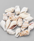 Conch Shell Beads, 30~45mm Conch Shell Beads, 30~45mm