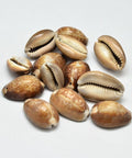 Cowrie Shell Beads, 17~25mm Cowrie Shell Beads, 17~25mm