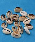 Cowrie Shell Beads, Seashell, 16~18mm Cowrie Shell Beads, Seashell Size: about 16~18mm long, 12~13mm wide, 5~7mm thick
