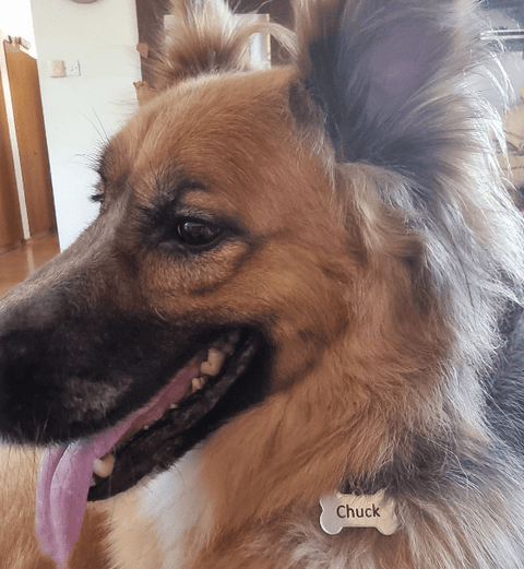 STAINLESS STEEL Custom Laser Engraved Dog Tag Stainless Steel 40X22mm Customized Custom Laser Engraved Dog Tag Stainless Steel 40X22mm Customized