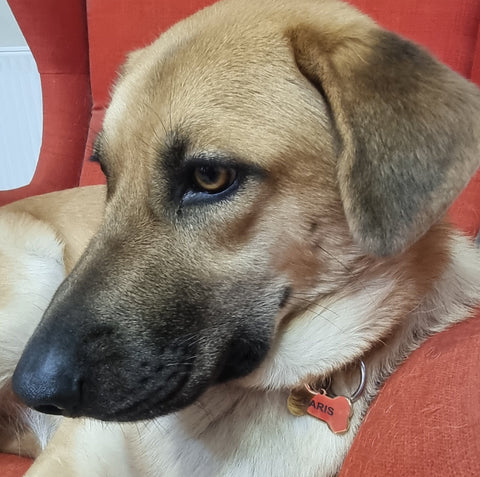 GOLDEN Custom Laser Engraved Dog Tag Stainless Steel 40X22mm Customized Custom Laser Engraved Dog Tag Stainless Steel 40X22mm Customized