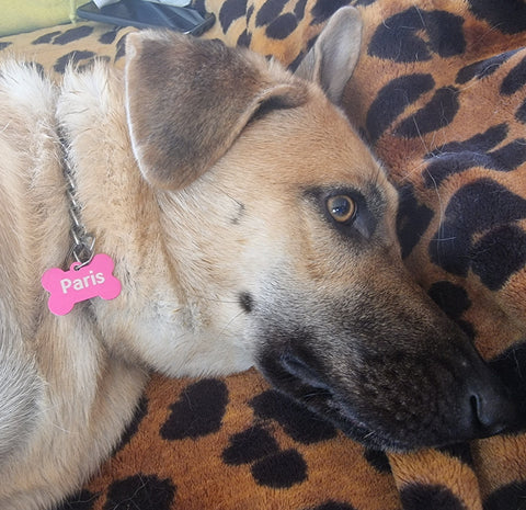 Custom Laser Pet Tag Engraving 38x25mm Custom Dog Tag Engraving – Personalize Your Pet's ID Tags