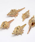 Golden Electroplated Conch Shell Pendants Golden Electroplated Conch Shell Pendants, Size: about 13~28mm wide, 18~63mm long, 12~23mm thick, hole: 2mm.