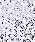 Miyuki Seed Beads 11/0 Matted Crystal AB (50/250g) SEED BEADS 11/0 MATTED CRYSTAL AB