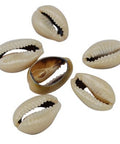 (SB5499) Spiral Shell Beads, Dyed, Seashell Size: about 16~18mm long Spiral Shell Beads, Dyed, Seashell Size: about 16~18mm long, 12~13mm wide, 5~7mm thick
