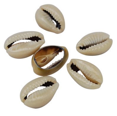 (SB5499) Spiral Shell Beads, Dyed, Seashell Size: about 16~18mm long Spiral Shell Beads, Dyed, Seashell Size: about 16~18mm long, 12~13mm wide, 5~7mm thick