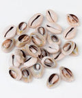 (SH3454A) Natural Shells 18-20MM long (SH3454A) Natural Shells 18-20MM long