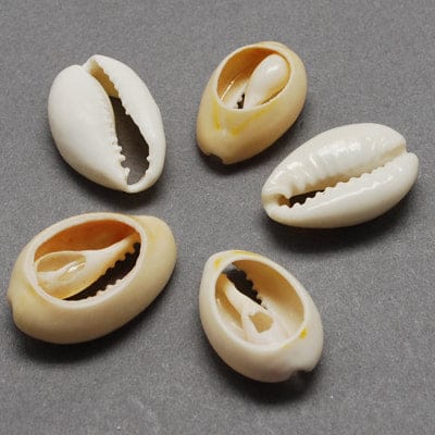 (SH5630) Cowrie Shell Beads, Oval, Bisque 20~23mm wide, Cowrie Shell Beads, Oval, Bisque Size: about 14~20mm long, 20~23mm wide, 9~13mm thick, Hole: 1~2mm