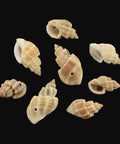 (SH5643) Spiral Shell Pendants, Peru Size: about 15~22mm long Spiral Shell Pendants, Peru Size: about 15~22mm long, 8~13mm wide, 7~10mm thick, hole: 1mm