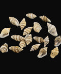 Spiral Shell Charm Pendants, Pale Goldenrod, 13~19mm Spiral Shell Charm Pendants, PaleGoldenrod Size: about 13~19mm long, 6~10mm wide, 6~7mm thick, hole: 1mm